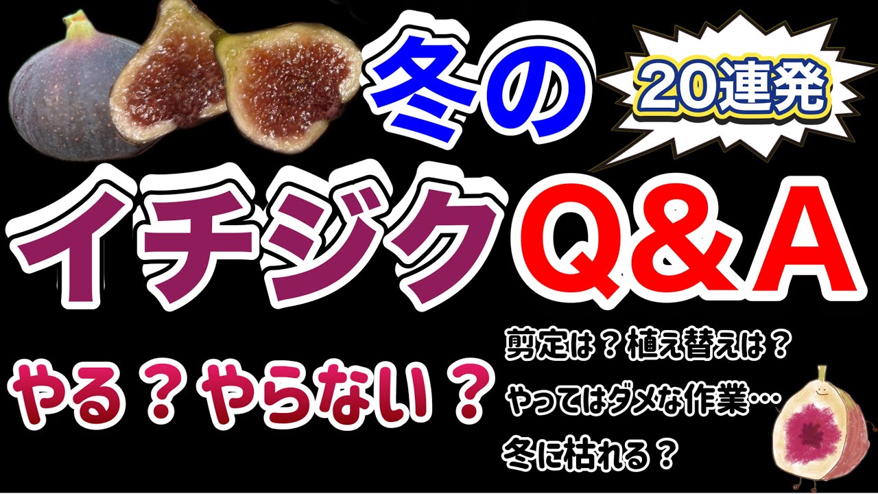 【イチジクQ&A】冬の作業はやる？やらない？初心者が迷う疑問20連発！