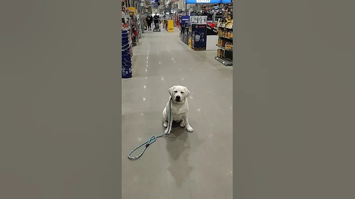 Pearlie goes to Lowe's