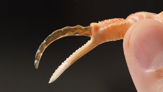 sharpest crab kitchen knife in the world by 圧倒的不審者の極み! 3,120,704 views 3 years ago 16 minutes