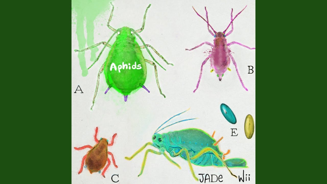 Watch Melodramatic Platypus on YouTube Watch Melodramatic Platypus on YouTube