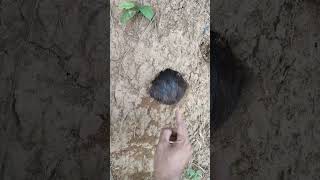 rare animals enter the ground #amazing #animals #birds #nature