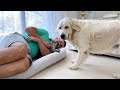 Golden Retriever Shocked by a Kitten and Dad occupying his bed!