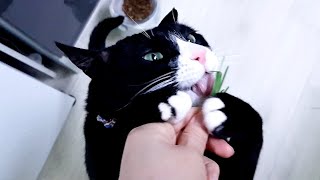 캣그라스가 너무 좋은 고양이│캣그라스 키우기 고수 집사😎 by 요리냥 599 views 1 year ago 3 minutes, 52 seconds