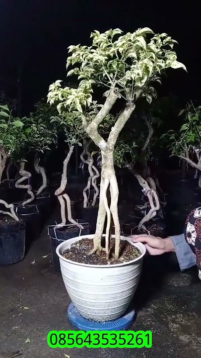 Bonsai akar bougenville singapore grafting brizza red varigata lokasi jogja harga satu juta,
