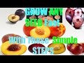 How to Simply Grow Peach, Nectarine, Plum and other STONE FRUIT TREES!