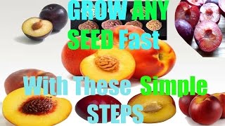 With simple steps, zay shows you how to grow your very own nectarine,
plum, or anything that has a hard outer shell. for best results remove
stone fruit...