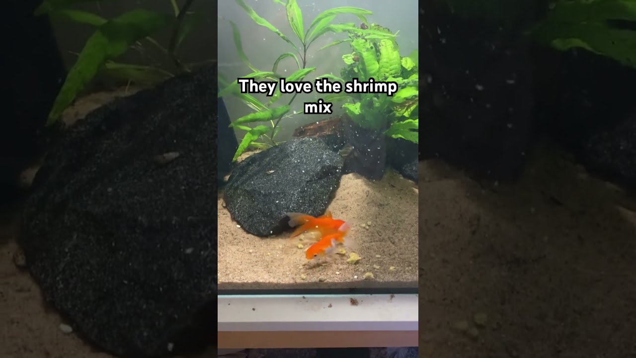 Feeding my new veiltail goldfish 