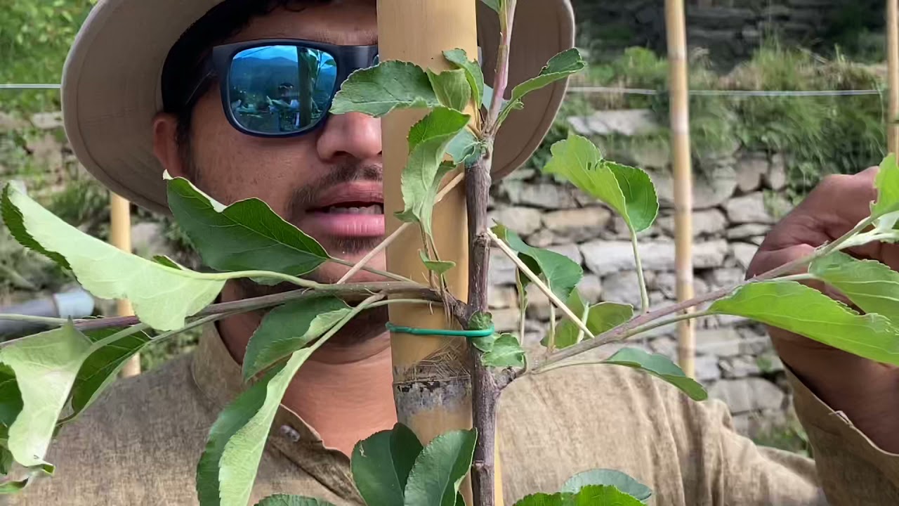 Toothpick Bending Pinching टूथपिक बेंडिंग Technic by Progressive Grower Avinash Chauhan M9 Rootstock