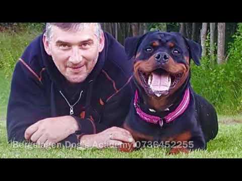 Video: Ukoordinert Cilia-funksjon Hos Hunder