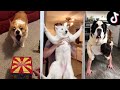 Dogs Doing Funny Things ~ Cutest Pets of TikTok | Fluff Planet