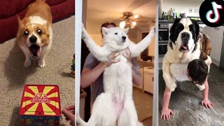 Dogs Doing Funny Things ~ Cutest Pets of TikTok | Fluff Planet