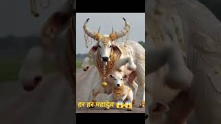 नाचते हुए बैल 😁😁Bull Dance Resimi