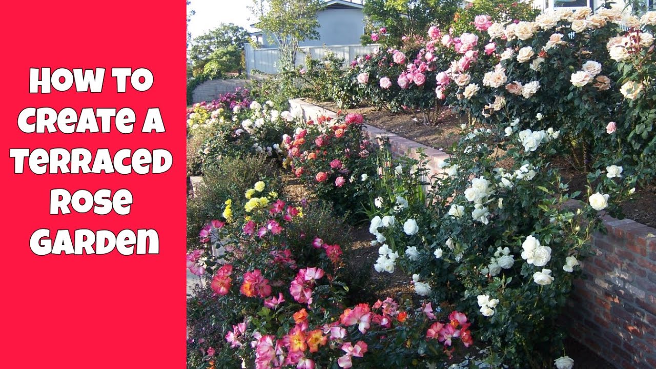 Как превратить наклонный участок в террасный розарий 🌹 | Пошаговое руководство