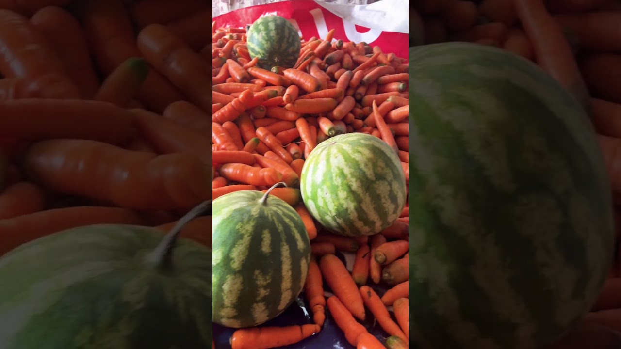 Watermelon | Pastèque | Wassermelone | Anguria | Sandía | Арбуз | 西瓜 (Xīguā) | スイカ بطيخ (Batikh) 🍉