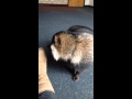 Raccoon dog (tanuki) vs raccoon (best mates) www.theexoticanimalencounter.co.uk