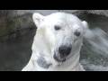 しろくまピース何度もプール確認してからのプールイン♪とべ動物園にて