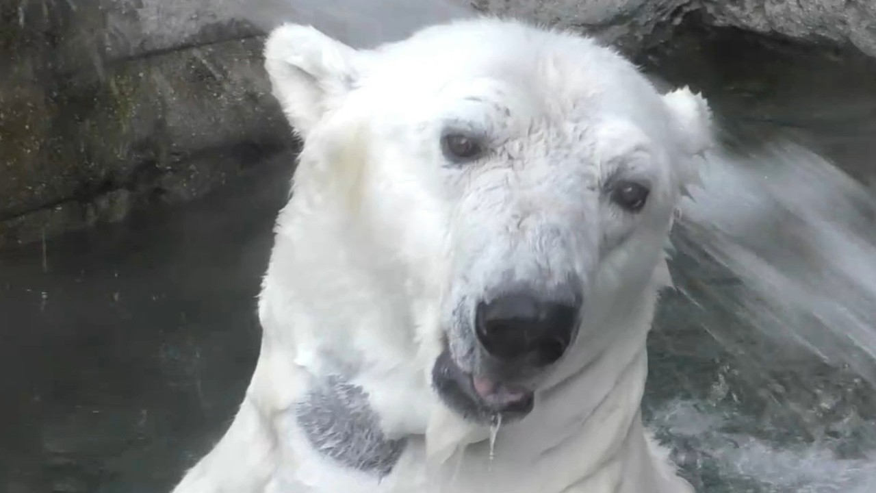 しろくまピース何度もプール確認してからのプールイン♪とべ動物園にて