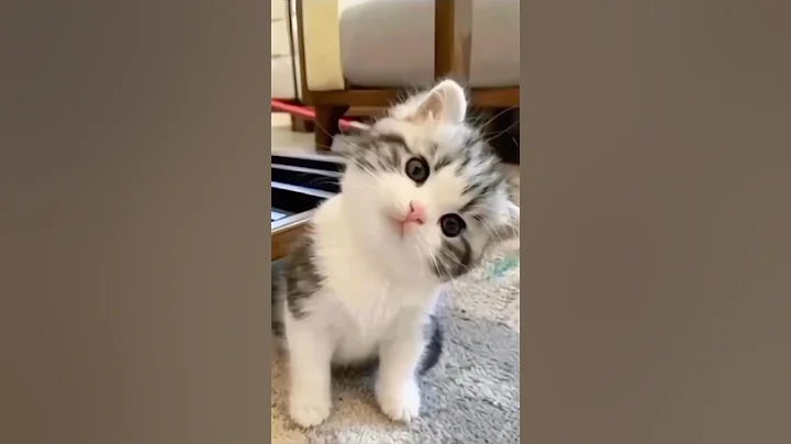 Video 9222581: cats catlover catlife, catlover animals catlife, catlover catlife funny