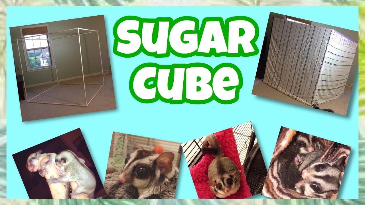 Diy Sugar Glider Tent Sugar Cube Youtube