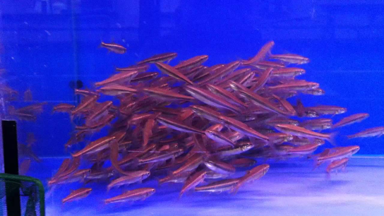 Elritze kaufen, Verkauf, handel, Kauf, bestellen, Versand, Shop, online