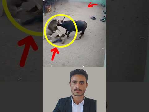 هجم الأسد والرعب يسبق خطاه غير أن رحمة الله قلبت المشهد فكان النجاة من حيث لا ينتظر Funny Action 