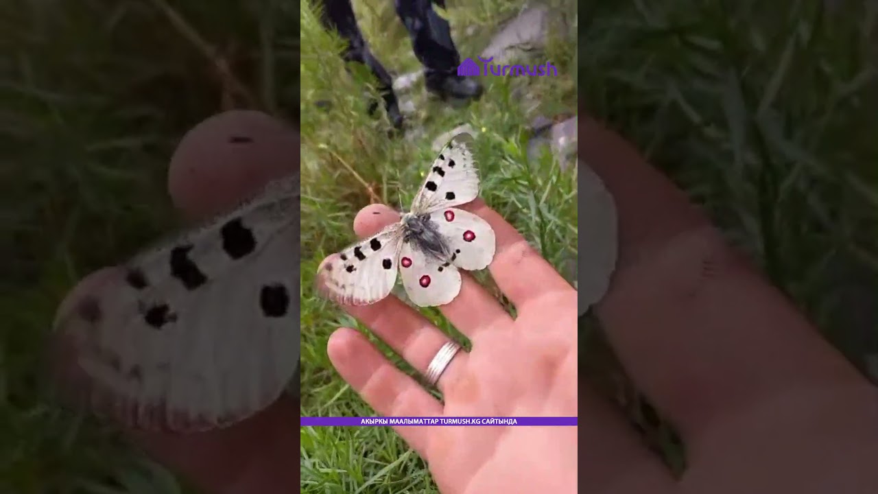 Бабочка в горах Чуйской области, названная в честь греческого бога Аполлона