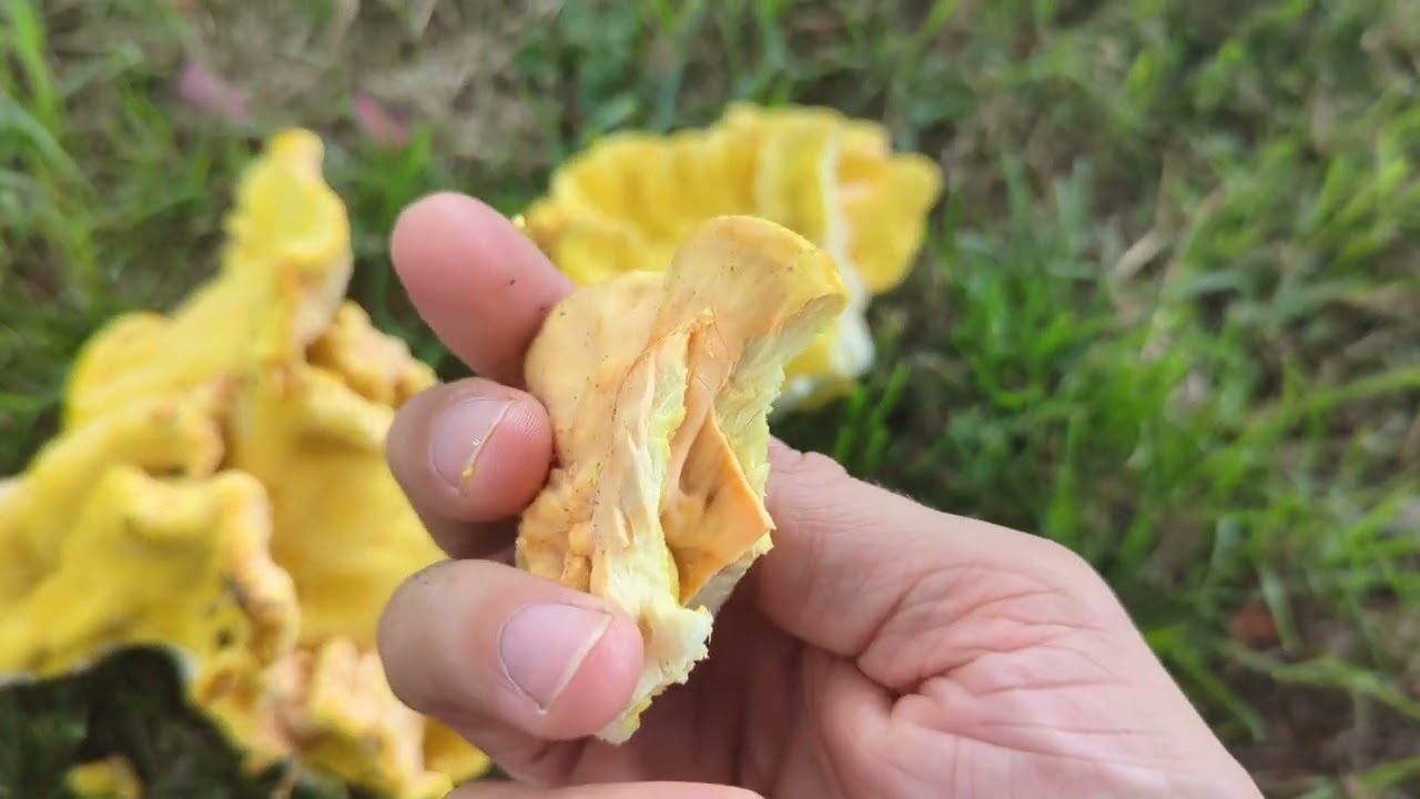 Chicken of the Woods - Foraging Mushrooms UK (Laetiporus sulphureus)