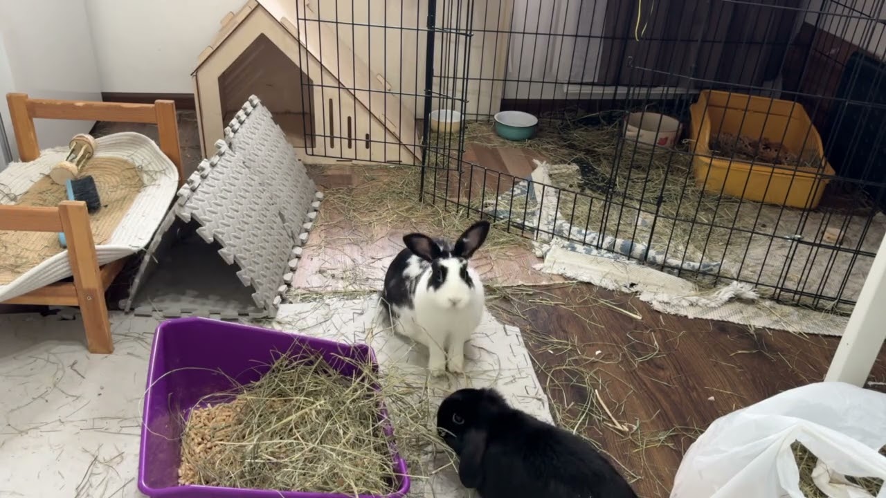 Rabbits run around, munching as they go