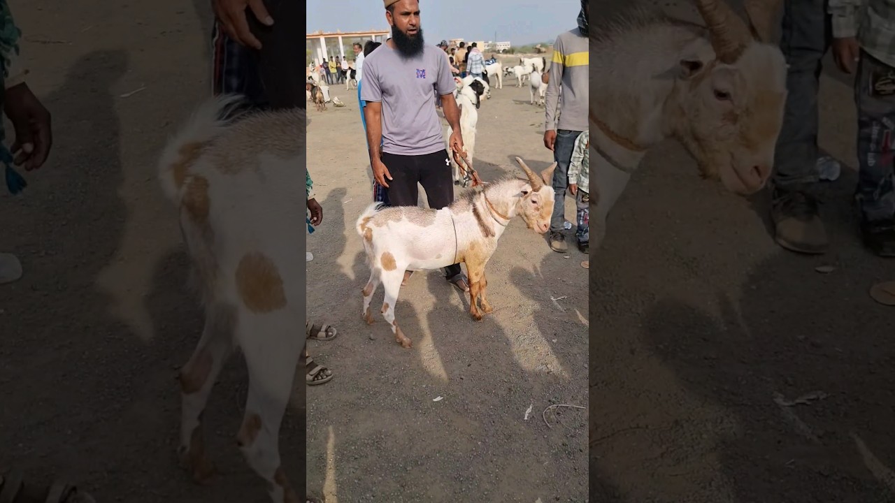 Barbari Bakre🐐 Fight || Bakra Eid 2024 