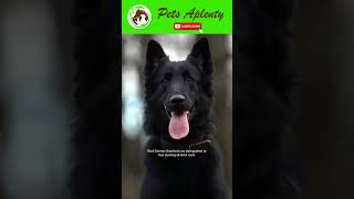 5 Different Types of German Shepherds. Which is right for you? #shorts