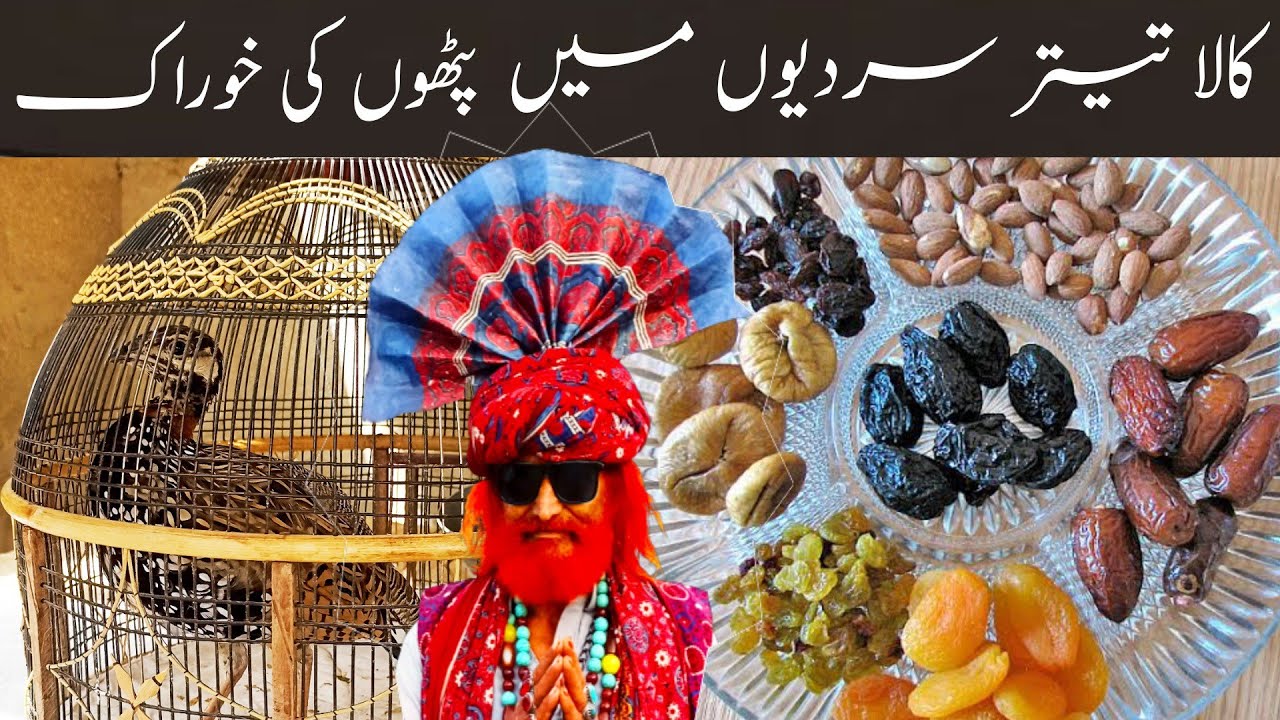 kala Teetar pathon ki khurak کالا تیتر پٹھوں کی خوراک | @mamarindvlog552