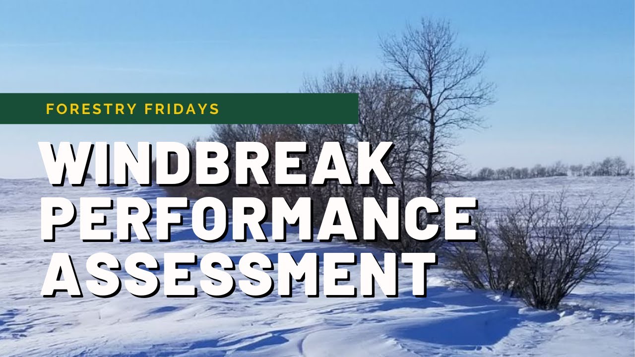 Managing Mature Windbreaks Part 3 - Performance Assessment