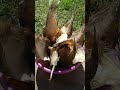 ОБАЛДЕННЫЕ, ИЗУМИТЕЛЬНО ВКУСНЫЕ ВЯЛЕНЫЕ ЛЕЩИ 🐠🐟👍
