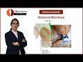 Gluteus Maximus in a Nutshell: Quick Anatomy Review