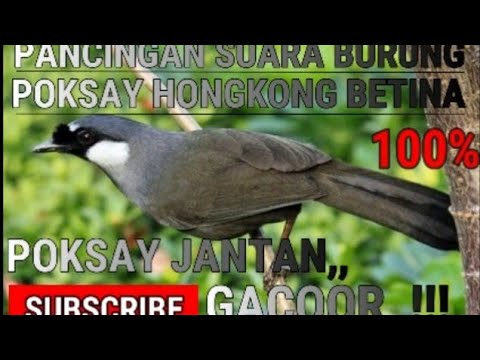 PANCINGAN SUARA BURUNG POKSAY HONGKONG BETINA ,POKSAY JANTAN 100% NYAUT GACORR