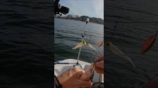 This fishing rig worked