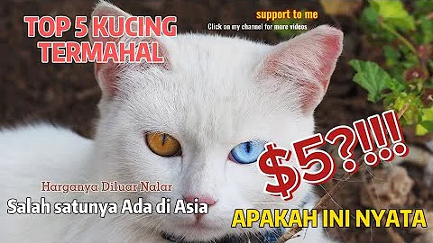 Video 11853341: kucing