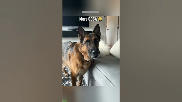 Video 10110761: laugh funny cat reaction, funny cat baby laughing, funniest cats, cat fails