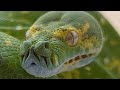 How to remove a stuck shed off of a green tree python with a 24 hour soak