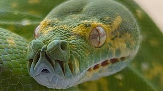 How to remove a stuck shed off of a green tree python with a 24 hour soak
