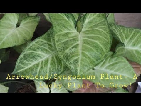 All about syngonium Plant / lucky plant