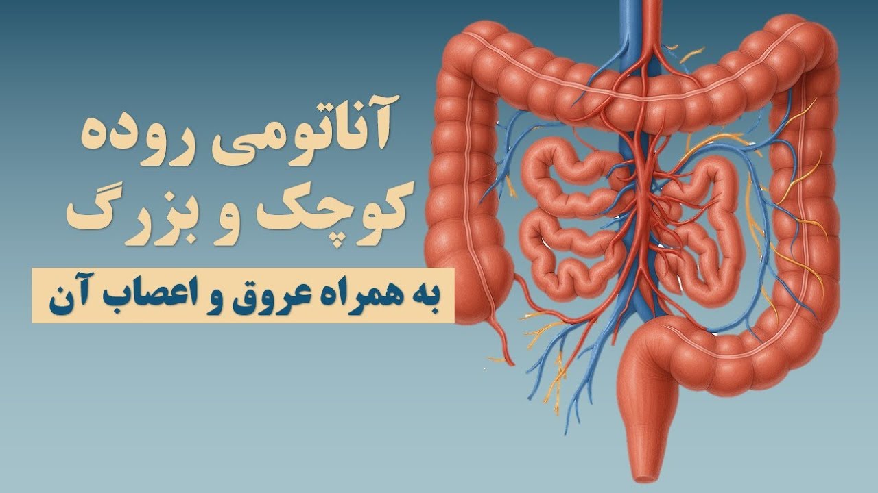 آناتومی روده کوچک و بزرگ به همراه عروق و اعصاب آن - YouTube