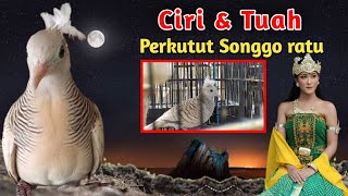The special features of the Songgo Ratu turtle dove or the Crested Turtle Dove