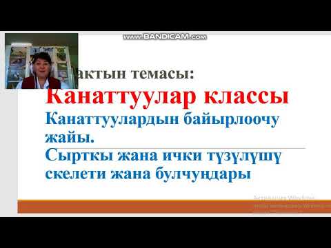 Video: Канаттуулардын көп түрдүүлүгү: аттары, сүрөттөмөлөрү, жашаган жерлери