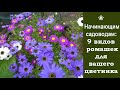 ❀ Начинающим садоводам: 9 видов ромашек для вашего цветника