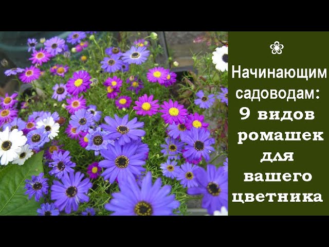 ❀ Начинающим садоводам: 9 видов ромашек для вашего цветника