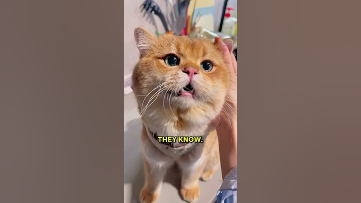 Cat Owner Tips I Wish I Knew Sooner 😿✨