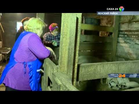 Содержание крупного рогатого скота – дело нелегкое и затратное