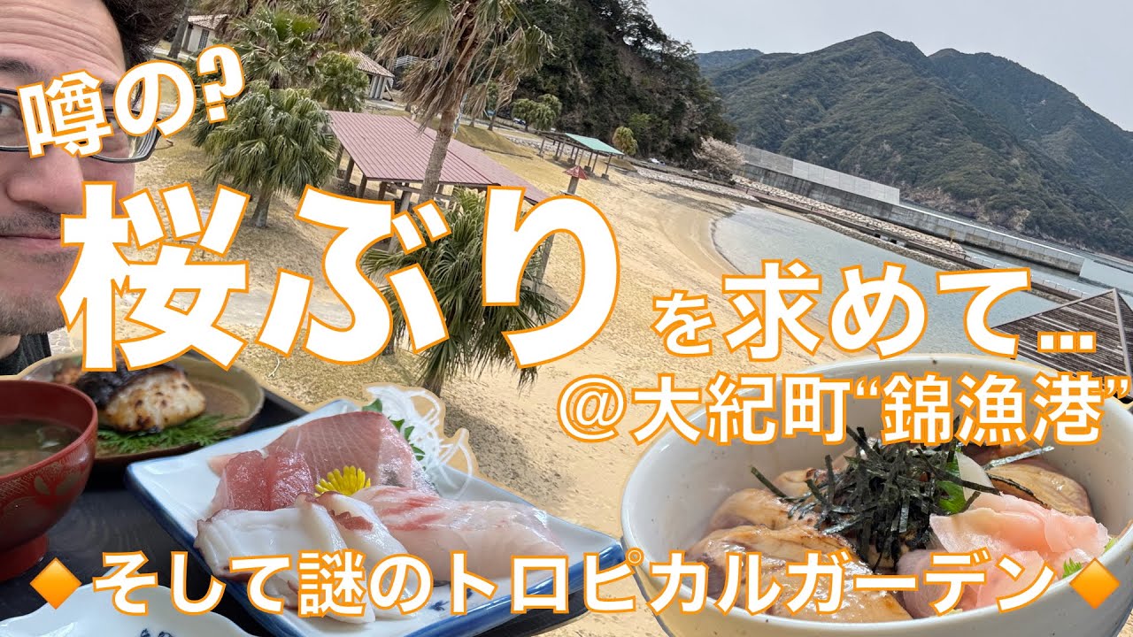 これが噂の桜ぶりだ‼️ 漁港飯を求めて“ぶりの町”で有名な三重県大紀町錦へ🚐💨💨 三重のぶりは春も美味い♪ 脂ノリノリ絶品お刺身&丼でみずのっちも昇天✨✨【みずのっち孤食旅】