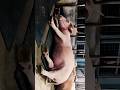 Albino swamp buffalo sleep